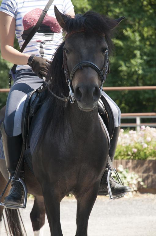 Agriturismo Jesson Rosamund Cantù Eksteriør billede