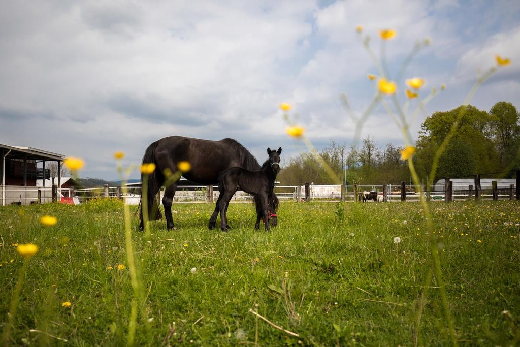 Agriturismo Jesson Rosamund Cantù Eksteriør billede